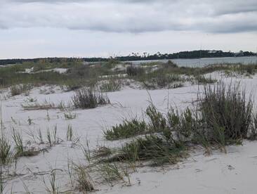 A landscape view of sandy terrain with sparse vegetation, possibly depicting a coastal area, but lacks clarity and focus.