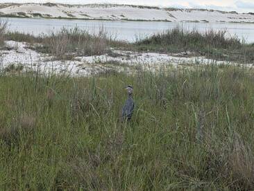 A heron stands gracefully in the tall grass near the water's edge, showcasing the beauty of wildlife in its natural habitat.