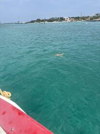 A serene view of a turtle swimming in clear turquoise waters, showcasing the beauty of marine wildlife in its natural habitat.