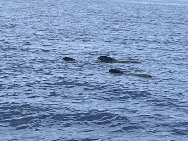 A captivating sight of whales swimming gracefully in the ocean, showcasing the beauty of marine wildlife.