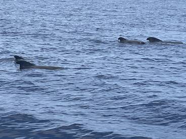 Ultimate Whale watching Experience 