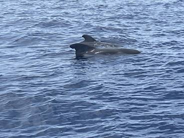 A pair of dolphins gracefully swim through the clear blue waters, showcasing the beauty of marine wildlife in their natural habitat.