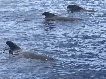 A group of dolphins gracefully swims through the clear blue waters, showcasing the beauty of marine wildlife in their natural habitat.