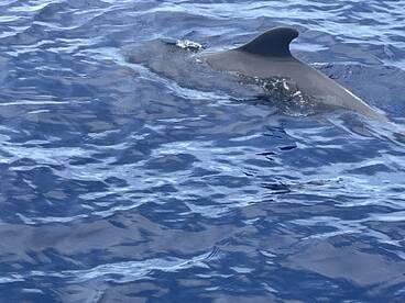 A dolphin gracefully swims through the clear blue waters, showcasing the beauty of marine wildlife in its natural habitat.