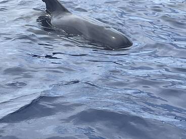 A close-up view of a dolphin swimming gracefully in the clear blue waters, showcasing the beauty of marine wildlife.