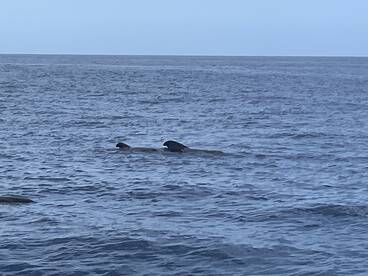 A serene moment capturing dolphins swimming in the open ocean, showcasing the beauty of marine wildlife.