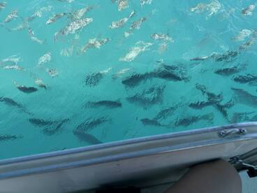 A close-up view of fish swimming beneath a boat in crystal-clear waters, showcasing the vibrant marine life often encountered during boating adventures.
