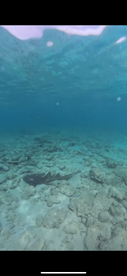 A stunning underwater shot of a shark gliding over a rocky seabed, showcasing the beauty of marine wildlife in its natural habitat.