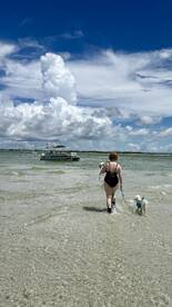 A person walks their dog through shallow water at the beach, with a boat anchored in the background, capturing a serene moment of leisure and connection with nature.