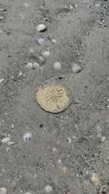 A close-up view of a sand dollar surrounded by various seashells on a sandy beach, showcasing the beauty of marine life along the shoreline.