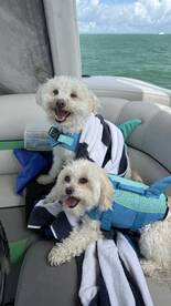 Two happy dogs in life jackets relax on a boat, showcasing the fun of bringing pets on water adventures.