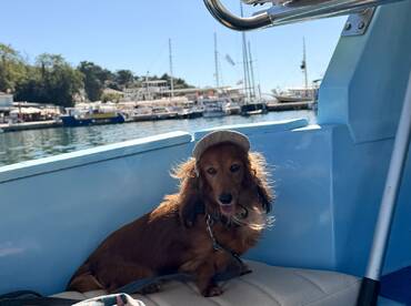 A charming dachshund wearing a hat relaxes on a boat, showcasing the joy of bringing pets along for a day on the water.
