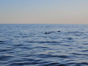 A serene view of dolphins swimming in the open ocean, showcasing the beauty of marine wildlife in their natural habitat.