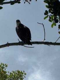 A majestic eagle perches on a branch, showcasing its striking features against a clear sky — a perfect capture of wildlife in its natural habitat.