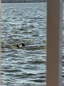 Great trip. Would do it again and refer to our friends. Keep sailing the waters looking for the dolphins 