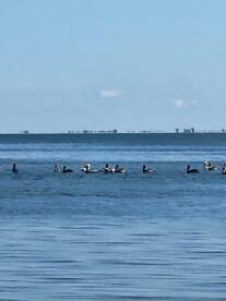 A serene scene featuring a group of pelicans swimming in calm waters, showcasing the beauty of wildlife in their natural habitat.