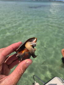 A close-up of a unique shell being held in shallow water, showcasing the beauty of marine wildlife. Perfect for nature enthusiasts and beachcombers exploring coastal ecosystems.