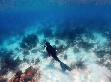 A snorkeler explores the vibrant underwater world, surrounded by marine life and coral formations — a perfect adventure for ocean enthusiasts.