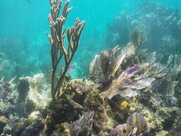 A vibrant underwater scene showcasing diverse coral formations, perfect for marine life enthusiasts and snorkeling adventures.