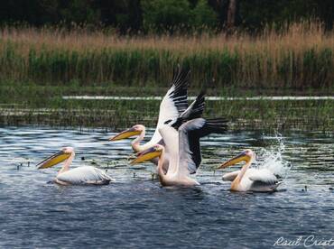 A captivating scene of pelicans swimming and interacting in the water, showcasing the beauty of wildlife in their natural habitat.