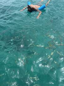 A snorkeler explores the vibrant underwater world, surrounded by colorful fish in crystal-clear waters — an unforgettable snorkeling adventure.