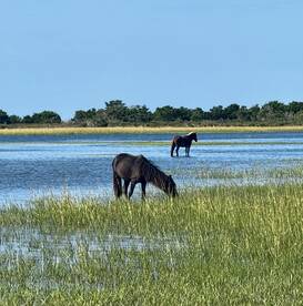 Two wild horses graze in shallow waters surrounded by lush greenery, showcasing the beauty of nature in a serene landscape.