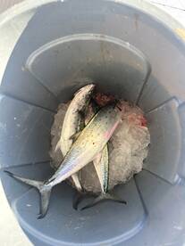 A bucket filled with freshly caught fish on ice, showcasing the excitement of a successful fishing trip. Perfect for anglers looking to enjoy their catch.