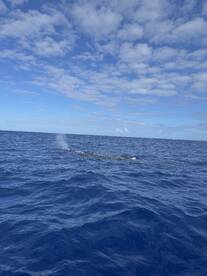 A majestic whale spouts water in the open ocean, showcasing the beauty of marine wildlife. Perfect for whale watching enthusiasts.