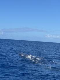 A glimpse of a whale surfacing in the deep blue ocean, showcasing the beauty of marine wildlife in their natural habitat.