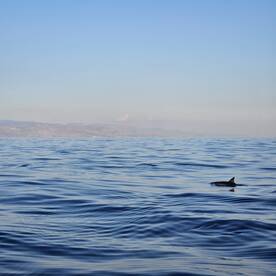 A dolphin gracefully swims in calm waters, showcasing the beauty of marine wildlife in its natural habitat.