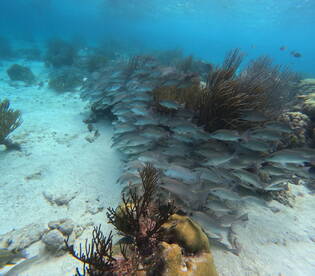 A vibrant underwater scene showcasing a school of fish swimming among coral formations, highlighting the beauty of marine life in its natural habitat.