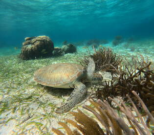 A serene underwater scene featuring a green sea turtle gliding gracefully over a bed of seagrass, showcasing the beauty of marine wildlife.