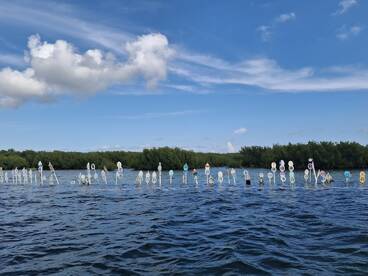 An unclear view of a water scene featuring various markers, possibly indicating a tour route or area, surrounded by mangroves and a blue sky.