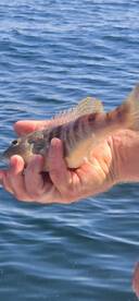 A close-up of a fish being held by a person, showcasing the thrill of fishing on the water. Perfect for fishing enthusiasts and marine life lovers.
