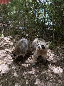 Two raccoons explore their surroundings in a natural setting, showcasing a moment of wildlife interaction in the wild.