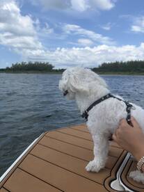 A dog enjoys the view from the edge of a boat, capturing the essence of a fun day on the water.