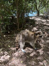 A raccoon is seen foraging in a natural setting near the water, showcasing the wildlife that can be encountered during outdoor adventures.