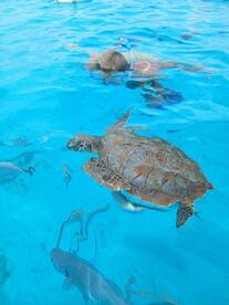 A child snorkels in crystal-clear waters, encountering a majestic sea turtle — a memorable wildlife experience in the ocean.