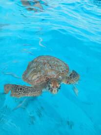 A close-up of a sea turtle swimming gracefully in clear blue waters, showcasing the beauty of marine wildlife encounters.