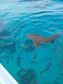 A stunning underwater shot of a shark swimming among colorful fish in crystal-clear waters, showcasing the vibrant marine life of the area.