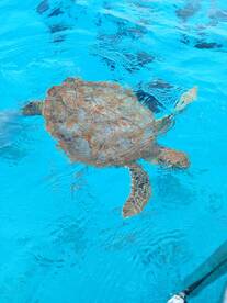 A beautiful sea turtle glides gracefully through crystal-clear waters, showcasing the vibrant marine life of the ocean.