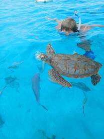 A child snorkels alongside a majestic sea turtle in crystal-clear waters, showcasing a beautiful moment of human-animal interaction in a tropical paradise.