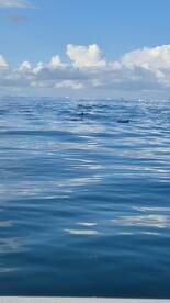 A serene view of dolphins swimming in calm waters, showcasing the beauty of marine wildlife encounters.