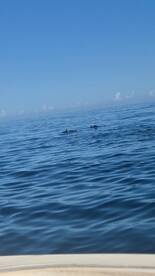 Two dolphins swim gracefully in calm waters, showcasing the beauty of marine wildlife in their natural habitat.