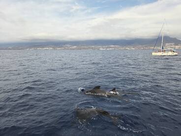 Dolphins swim alongside a sailing boat, showcasing a beautiful wildlife encounter in the ocean — a perfect moment for marine enthusiasts.