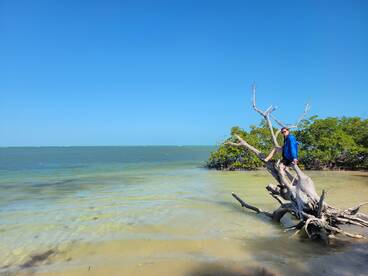 A person enjoys the stunning coastal scenery while perched on a mangrove tree, showcasing the natural beauty of the beach and water.
