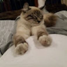 Oli P.